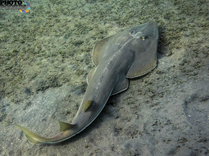 Rhinobatos Rhinobatos