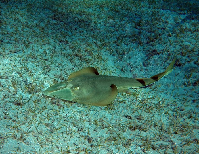 Акулохвостый Скат (Rhynchobatus djiddensis)