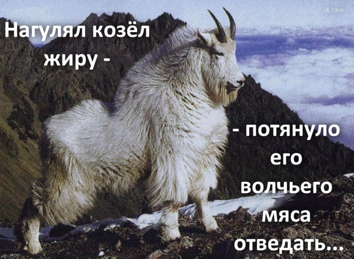 Снежная коза Харрингтона