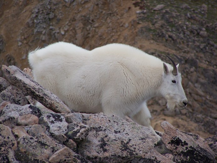 Oreamnos americanus