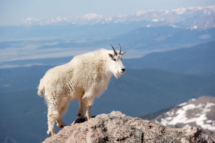 Oreamnos americanus