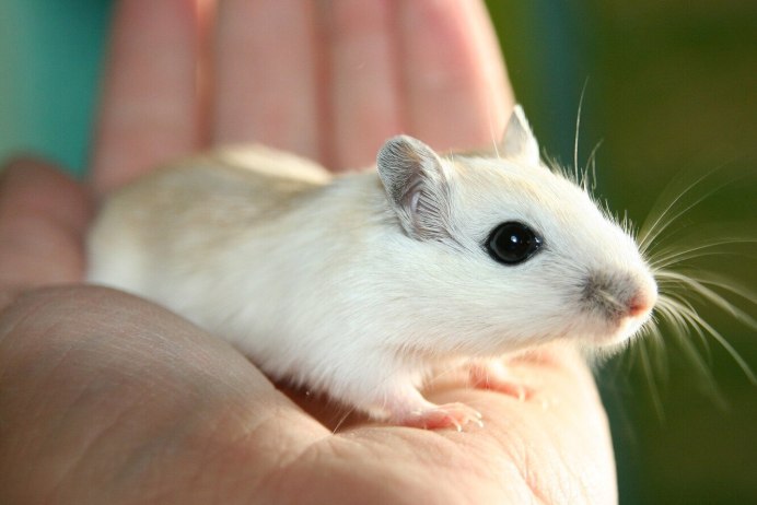 Крыса Песчанка