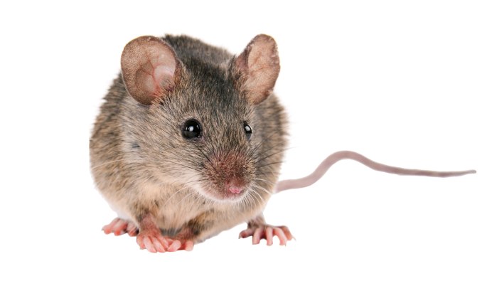 Мышь полевка