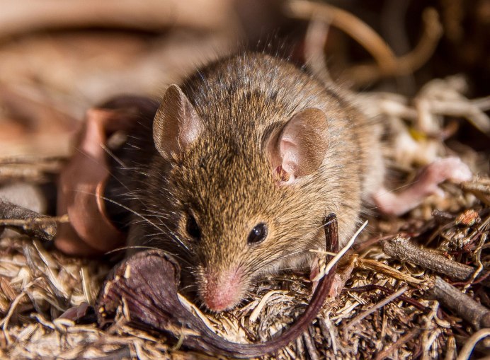 Кавказская мышовка