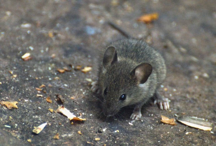 Дикая мышь