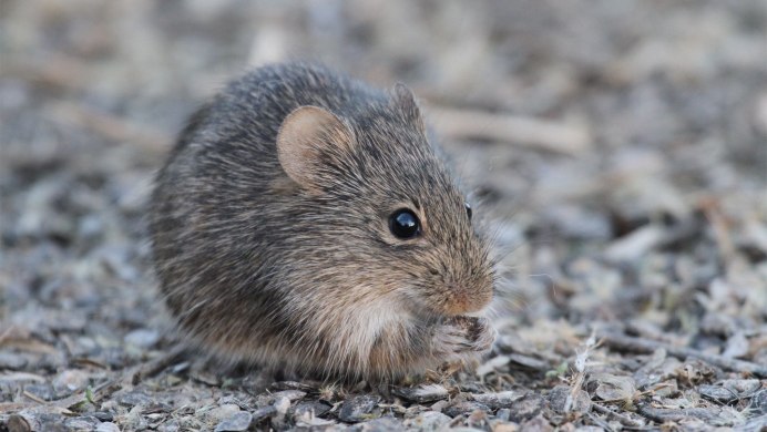 Мышь полевка толстая