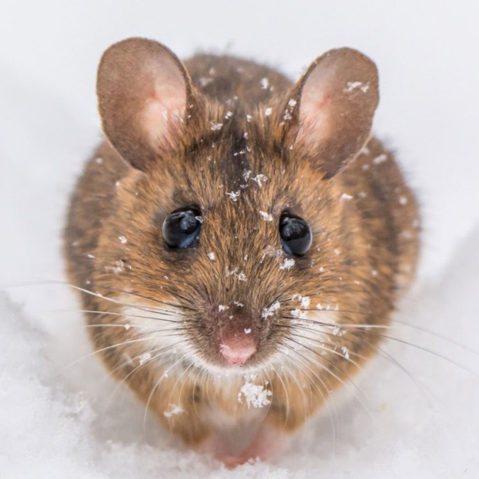 Коричневая мышь