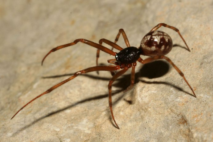 Стеатода паук коричневый