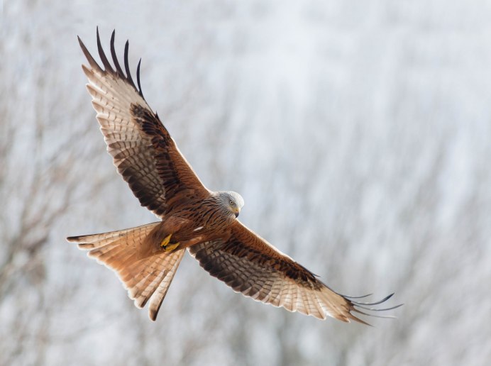 Red tailed Hawk птица