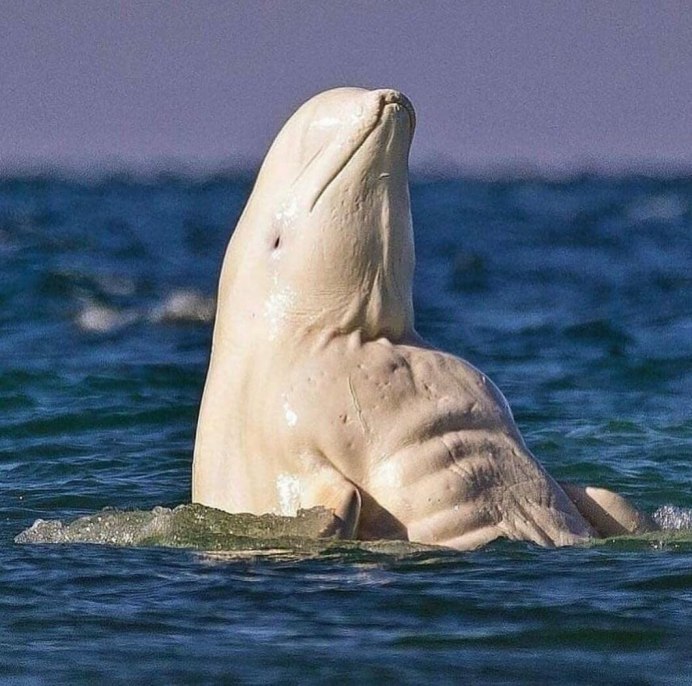 Дельфин Белуха