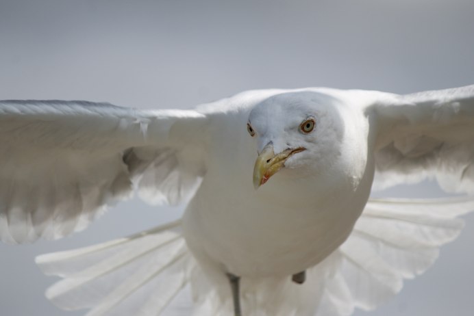 Seagull Wing
