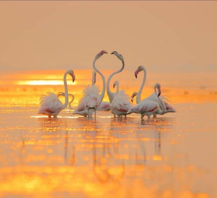 Фламинго National Geographic