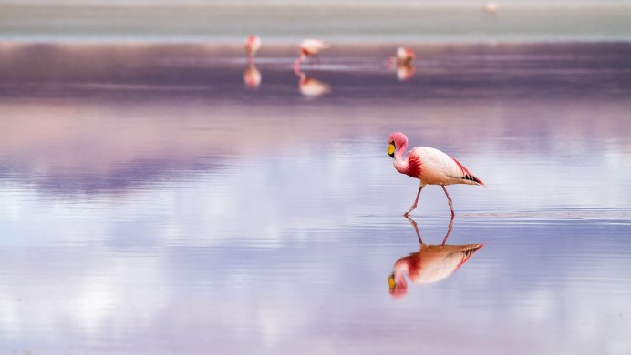 Фламинго розовый (Phoenicopterus roseus)