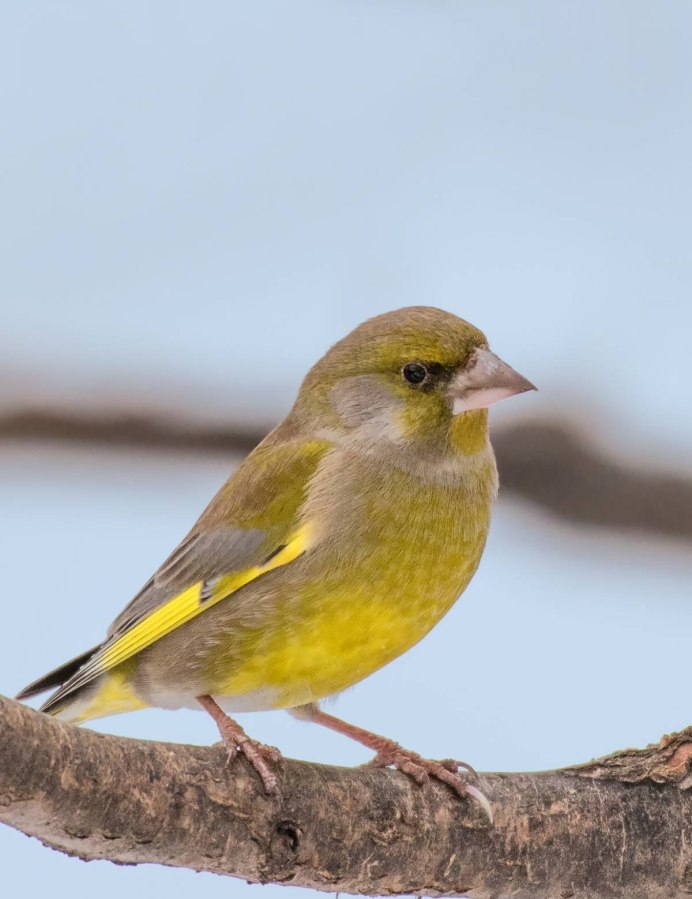 Птица Yellow Rumped Warbler