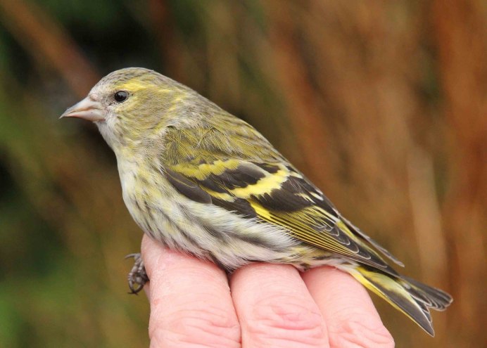 Дубровник (Emberiza aureola)