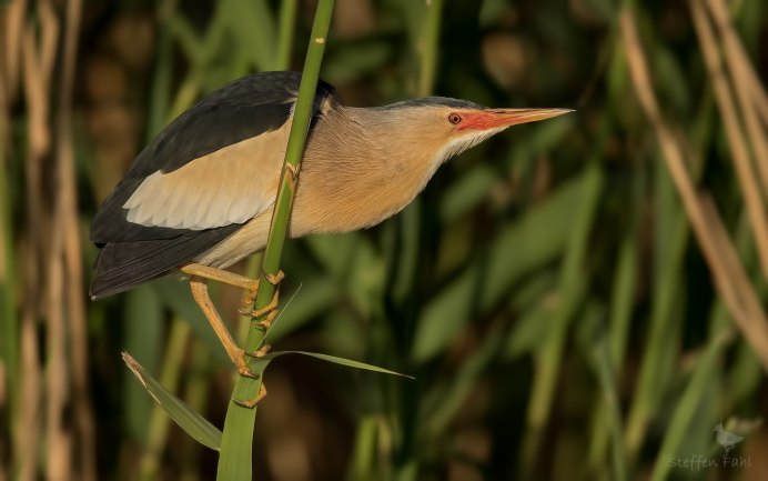 Выпь малая (Ixobrychus minutus)