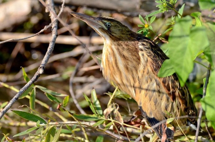 Выпь малая (Ixobrychus minutus)