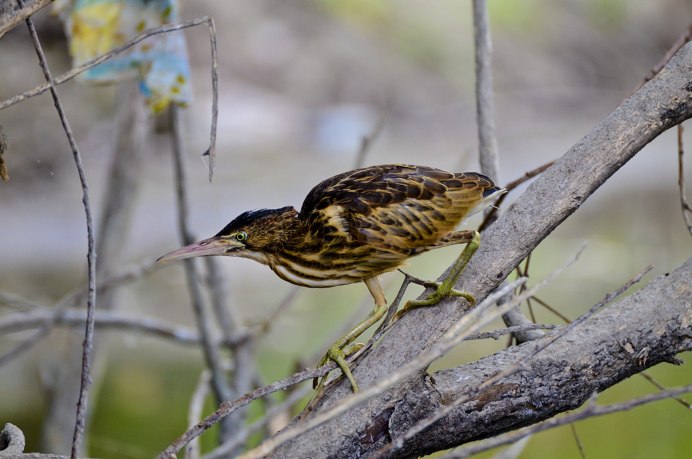 Ixobrychus minutus