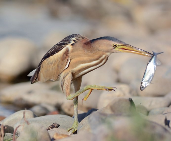 Выпь малая (Ixobrychus minutus)