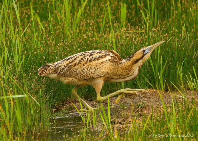 Выпь малая (Ixobrychus minutus)