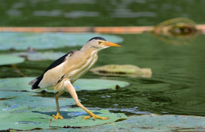Выпь малая (Ixobrychus minutus)