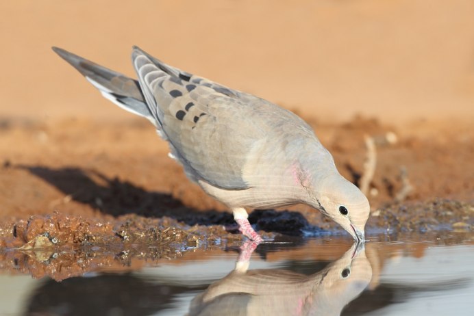 Dw0dw10506 PDN Mourning dove