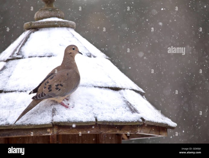 Qumri Bird