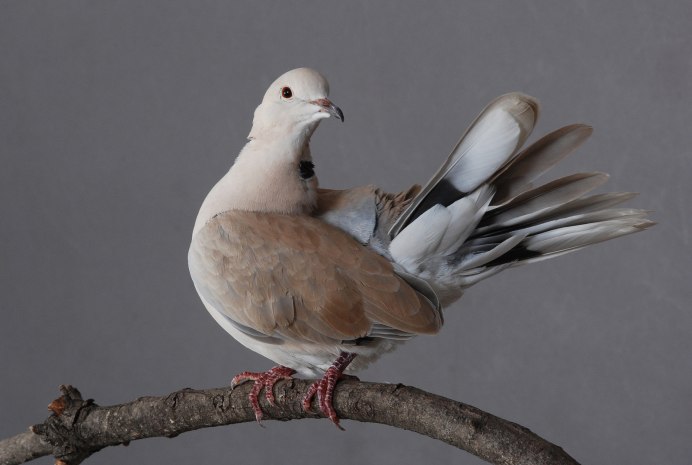 Клинтух (Columba Oenas)