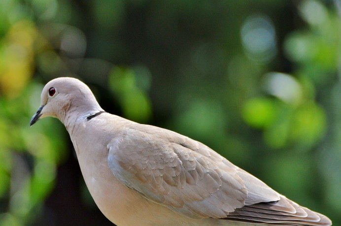 Some facts about dove Bird