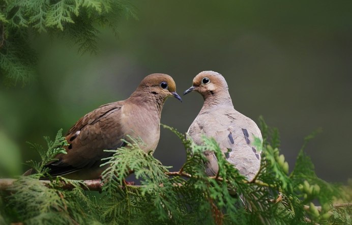 Колечко в dove