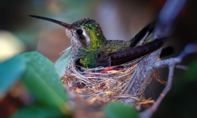 Hummingbird Nest