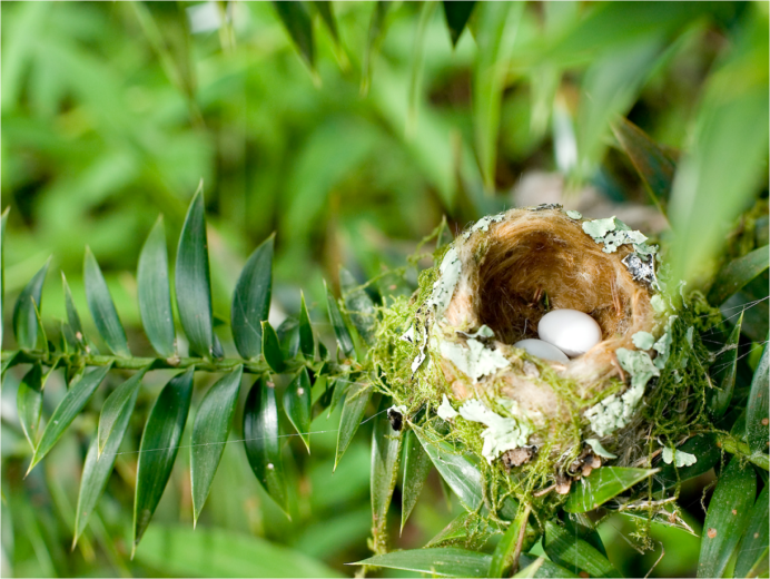 Hummingbird Eggs
