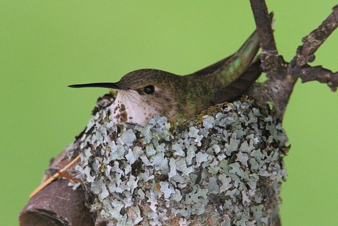Hummingbird Nest