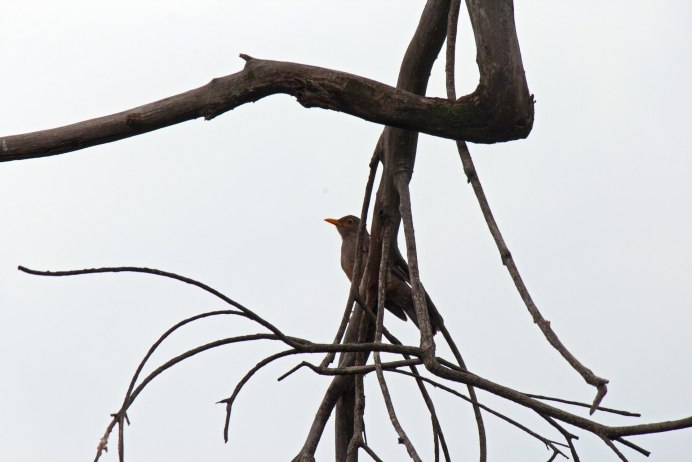 Brown Bird
