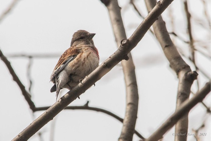 Коноплянка (Acanthis cannabina (Carduelis cannabina))