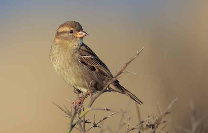 Горная чечётка (Горная Коноплянка) (Acanthis flavirostris (Carduelis flavirostris))
