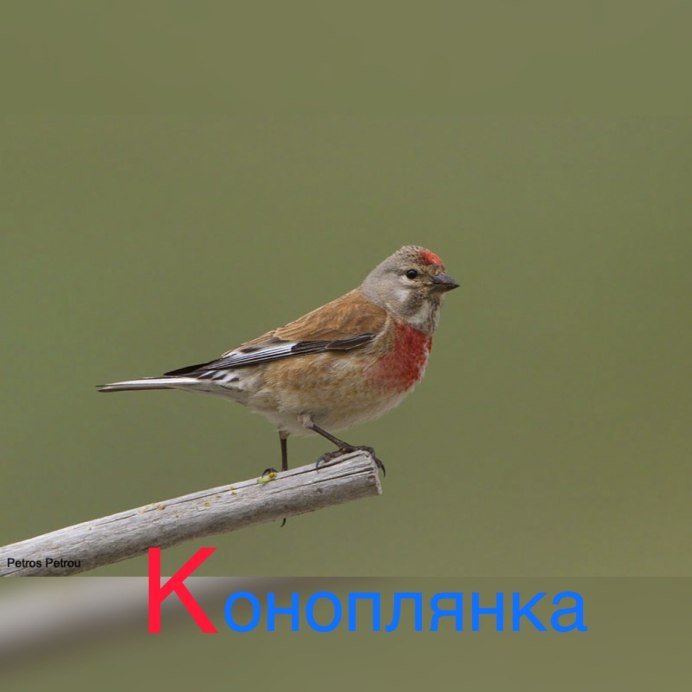 Птица слива