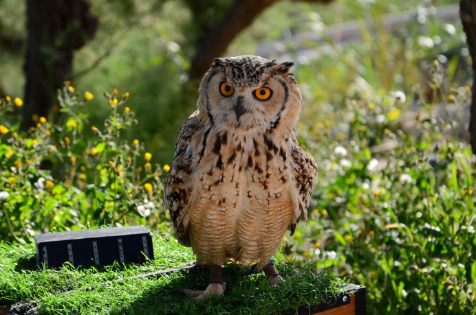 Филин (the Owl) 1991