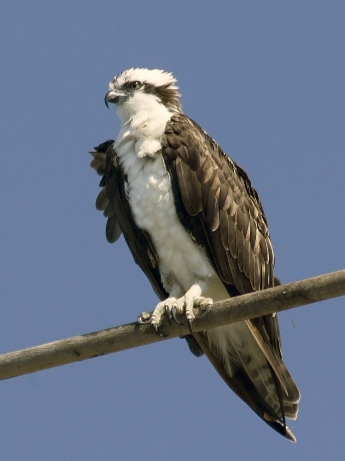 Коршун тетеревятник