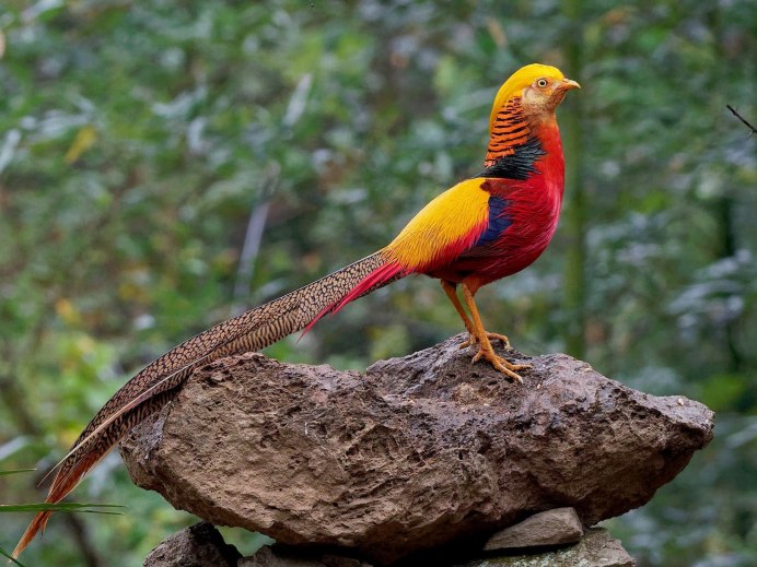 Скопа (Pandion haliaetus)