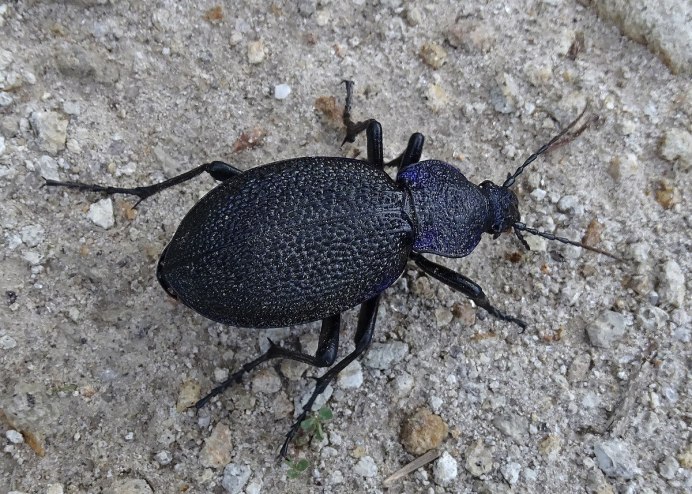 Жужелица решётчатая Carabus