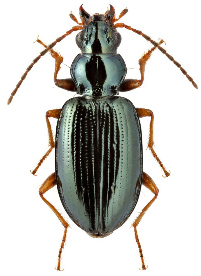 Carabus Campestris