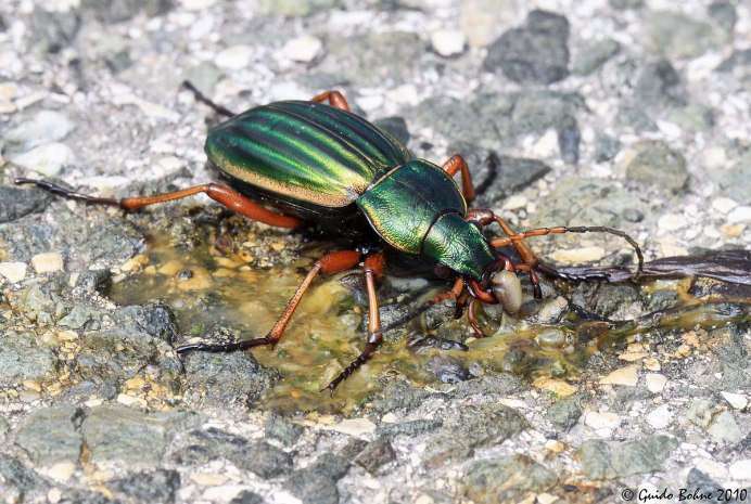 Carabus marginalis