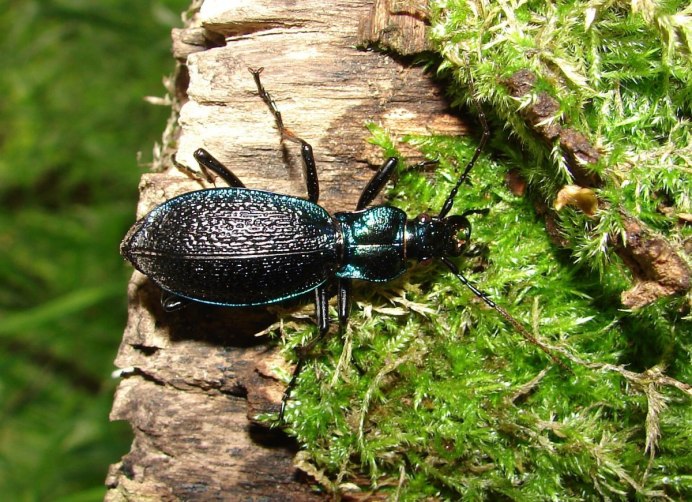 Жужелица решетчатая (Carabus cancellatus)