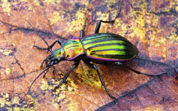 Carabidae Жук