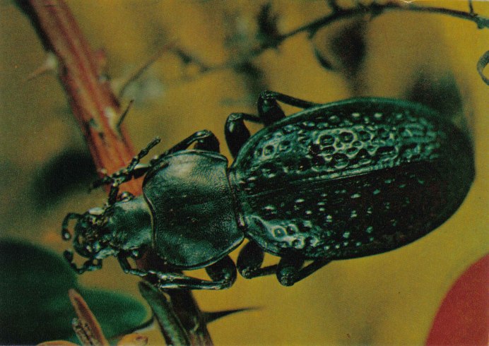 Calathus fuscipes goeze, 1777