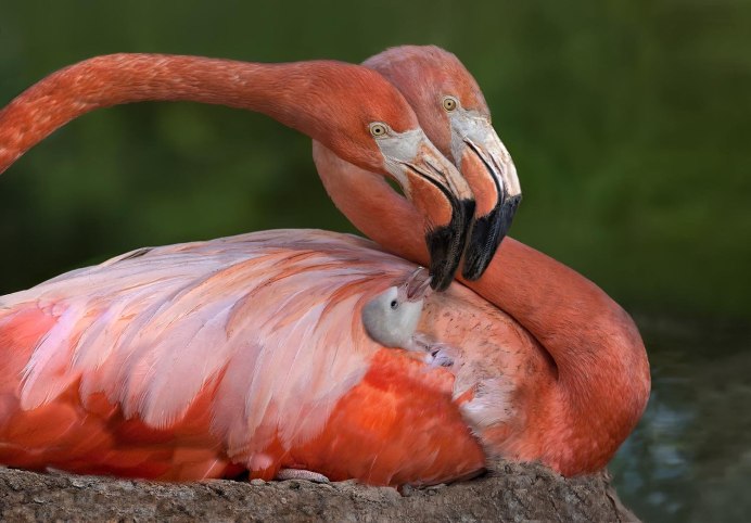 Roseate Spoonbill