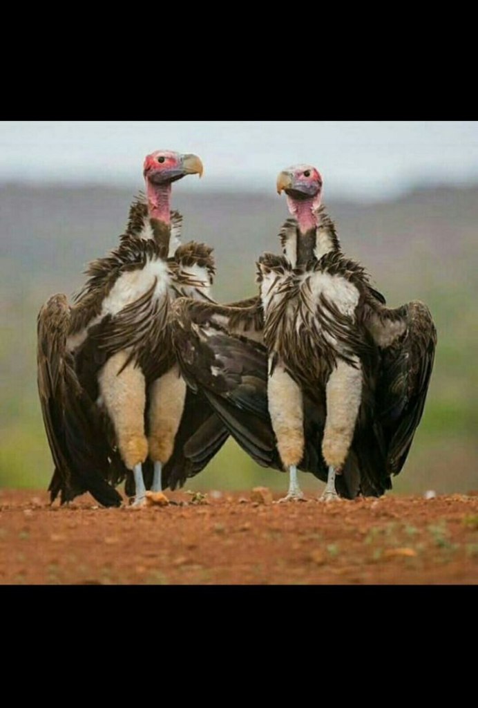 Так блат