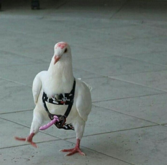 Юмор про птиц