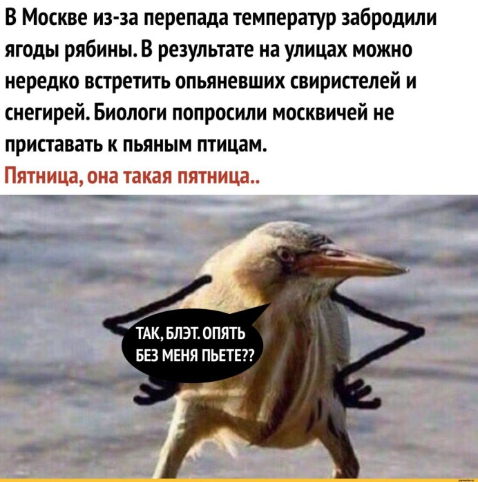 Кукушкин Фламинго